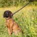 Total Pet Figure of 8 Dog Lead - Reflective Anti-Pull Slip Lead with Padded Nose Support - Buy Online on SooperMarket.com
