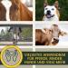 Zinc Ointment & Spray for Dogs & Horses | Wound Healing Protection | 2x250ml Zinc Oxide Solution - Buy Online on SooperMarket.com