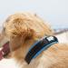 Black Rhino Comfort Collar | Super Soft Neoprene Dog Collar for All Breeds | Adjustable Reflective & Weatherproof - Large (Sports Blue/Gray) - Buy Online on SooperMarket.com
