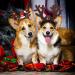 Pedgot 3 Pack Christmas Pet Headwear Xmas Hair Loop Brown Reindeer Antlers Headband Christmas Pet Costume Hair Accessory for Dogs - Buy Online on SooperMarket.com