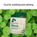 Soo AE Hanbang Cica Facial Mask - 12 EA | Soothing & Calming Korean Skincare Mask - Shop Internationally - Buy Online on SooperMarket.com