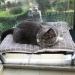 Cat Window Perch Hammock Seat with 4 Suction Cups for 360 Sunbathing and Napping - Indoor Cat Bed - Buy Online on SooperMarket.com