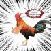 FUAMEY Muscle Chicken Arms Toys for Chickens to Wear  Funny Costume Fist Fighting Arms Toy for Pet Prank Themed Party  Artificial Arms Decorations Costume Cosplay for Chickens Rooster Hens Upgraded version - Buy Online on SooperMarket.com