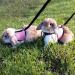 Adjustable Soft Rabbit Dishes & Mesh Harness - Outdoor Care for Small Pets (M Blue Pink) - Buy Online on SooperMarket.com