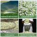 Jasmine Dragon Pearls 50g Loose Leaf Green Tea - Natural Hand Rolled Jasmine Green Tea with Floral Scent and Tonic Effects - MQUPIN - Buy Online on SooperMarket.com