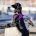 DOG Copenhagen Comfort Walk Go Dog Harness - Hunting Green XS | Best International Shipping Available - Buy Online on SooperMarket.com