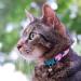 Kittyrama Botanical Collars for Cats & Kittens | Award-Winning Hypoallergenic Comfortable & Vet Approved - Quick Release Breakaway Safety - Buy Online on SooperMarket.com
