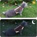 Escape-Proof Cat Harness & Leash Set - Adjustable Reflective Breathable Design for Large Cats (L Brown) - 150cm Cat Leash - Buy Online on SooperMarket.com