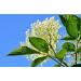 Elderflower Jelly Natural Clean - Darbo 2x640g | Premium Refreshing Bread Spread for Cakes & Breakfast - Buy Online on SooperMarket.com