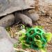 Lodczioe Turtle Treat Feeder Ball | Grass & Veggie Dispenser for Small Pets - Optimal Nutrition & Fun - Buy Online on SooperMarket.com
