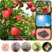ERKOON Organic Apple Sticks 300g/500g Molar Treats for Small Animals - Hamster, Rabbit, Guinea Pig, Chinchilla, Squirrel - Chew Toys - Natural Apple Branch - 10.5 Ounce (Pack of 1) - Buy Online on SooperMarket.com