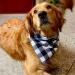 4 Pack Dog Bandanas Dog Bandanas for Large Dogs Adjustable Classic Checkered Bandana for Dogs Stylish Reversible Triangle Dog Bandana for Small Medium Large Dogs Cat Pets - Buy Online on SooperMarket.com