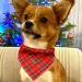 Shop Lionheart Glory Dog Haller Cotton Christmas Bib - Adjustable Red Plaid Neckerchief for Small Dogs | Packable Stylish & Comfortable - Buy Online on SooperMarket.com