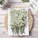 Dried Babys Breath Flowers Bulk - 200 Pcs Ivory White Gypsophila for Wedding, Christmas, and Crafts - Buy Online on SooperMarket.com