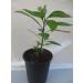 Bitter Leaf Plant - Vernonia amygdalina | Herbal Medicinal Benefits, Nutritional Value, Rich in Vitamins | Fresh Leafy Greens for Soup, Stew, Tea, Salad, Juice - Buy Online on SooperMarket.com