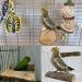 Tfwadmx Parrot Perch 2 Pack - Natural Wood Bird Stand for Cage | Playground Accessories for Parakeet, Cockatiel, Lovebird, Finches, Conure, Budgie - Buy Online on SooperMarket.com