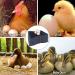 Hamiledyi Chicken Nesting Pads  Hen Nest Mats Washable  Chicken Nesting Box Plastic Liners  Reusable Egg Laying Mats for Chicken Coop Poultry Nest Boxes Ducks Nesting Pads 6PCS - Buy Online on SooperMarket.com
