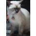Abdul of Sialkot Extra Loud Brass Silver Bells Collar Charm Pet Tracker (Small) - Buy Online on SooperMarket.com