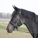 Solibel trekking bridle black fitting: stainless steel thoroughbred