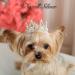 Lovelyshop Royal Tiger Crouncey Diamond Pearls - X Small Silver Crown for Dogs & Cats | Stylish Hair Accessories - Buy Online on SooperMarket.com