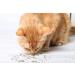 Cat Crack Organic Catnip Premium Blend for Maximum Potency - 1 Cup - Buy Online on SooperMarket.com