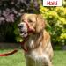 Halti Head Harness for Medium Dogs - Anti-Pull Leash Control Adjustable & Lightweight with Padded Nose Strap (Size 3 Red) - Buy Online on SooperMarket.com