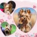 Qearl 48 Pcs Colored Ball Dog Ties Small Dog Bows - Pet Grooming Hair Accessories for Puppy & Cat - Buy Online on SooperMarket.com