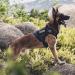 Tactical Dog Harness Vest Military Dog Harness for Large Medium Dogs No-Pull Service Dog Vest with Hook & Loop Panels Adjustable Dog Vest Harness for Walking Hiking Training(Black Medium) M Black - Buy Online on SooperMarket.com