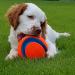 Chuckit! Large Regular Glow Ball - Bright and Durable Fetch Toy - Buy Online on SooperMarket.com