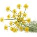 Outsidepride Fennel Herb Garden Plant - Bulb, Foliage & Seed for Cooking - 1oz - Buy Online on SooperMarket.com