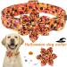 Buy Aring Pet Halloween Dog Halison - Sweet Orange Flower Design Adjustable Cotton Collars for All Dog Sizes (X-Large) - Buy Online on SooperMarket.com