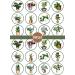 PRECUT Plants Edible Cupcake Toppers - Crazy Plant Lady Theme Premium Thickness SWEETENED VANILLA - wafer card disc cake decorations (Pack of 12) - Buy Online on SooperMarket.com