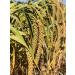 Nemeth Farms Spray Millet: GMO-Free Bird Treat & Supplement 1lb - No Stems, Only Edible Tops for Parakeets, Cockatiels, Lovebirds & Finches - Buy Online on SooperMarket.com