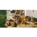 Black Seed Honey / Raw UK Honey / Organic Nigella Infused in British Honey Pure RAW Honey In Glass Jar (227g) - Buy Online on SooperMarket.com