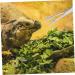 BELLIFFY Reptile Feeding Clip Reptile Tongs Feeding Snake Feeding Tongs Stainless Steel Silver - Buy Online on SooperMarket.com