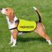 Nervous Dog Jacket Vest Rescue Dogs Anxious Dogs Scared Dogs Slogan Warning Vest (Nervous Dog Large) Nervous Dog L EU - Buy Online on SooperMarket.com