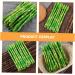 HOMSFOU 20 Pcs Simulated Asparagus Ornaments Pretend Play Food Fake Bamboos Food Faux Veggies Fake Food Model Asparagus Models Simulated Food Artificial Asparagus Model Pvc Vegetable Plant Light Greenx2pcs 19X0.9CMx2pcs - Buy Online on SooperMarket.com