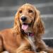 DISONTAG Personalized QR Code Dog ID - Customizable Online Profile | Secure Pet Privacy Control - Buy Online on SooperMarket.com