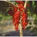 Red Currant 'Rovada ' - Half Standard in Container | Premium International Shipping - Buy Online on SooperMarket.com