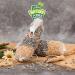 Buy Lyra PET Giant Feed Bar 600g - Premium Bird Food for Hanging | 4 pcs | Energy Source for Wild Birds Year-Round | Ideal for Balcony & Terrace - Buy Online on SooperMarket.com