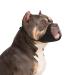 Yoolhamy dog muzzle for Pitbull soft muzzle for Rottweiler American Bully Bulldogge Boxer to prevent biting and barking for medium -sized and large short snouts for fur care