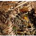 Rosewood Naturals Dandelion Roll 'n' Nest clear 1 count (Pack of 1) - Buy Online on SooperMarket.com