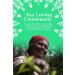 English Tea Shop Book Style Green Advent Calendar | 25 Pyramid Tea Bags | 50g - Buy Online on SooperMarket.com