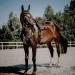Buy SUNRIDE Windsor Leather Breastplate with Martingale for Horses - Adjustable & Elastic - Cob Brown - International Shipping Available - Buy Online on SooperMarket.com