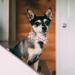 Pink Bow Tie Dog Collar | Adjustable for Girl Dogs | Metal Quick Release Buckle | Orange | Size L (38-60CM) - Buy Online on SooperMarket.com