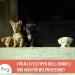 Furry Sensitive Dog Shampoo Perfume-Free Vegan All Fur Types Puppies & Dogs Made in Germany 250ml - Buy Online on SooperMarket.com
