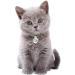 Blazers Kitten Friendly Cat Litter Beige 10L - Buy Online on SooperMarket.com