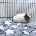 XMPEKO 3 Pack Small Animal Plush Bed - 40 * 30 * 3cm Warm Soft Fleece Guinea Pig Bedding Mat for Cage Accessories for Rabbit Bunny Chinchilla Squirrel Hedgehog Hamster 40*30*3cm - Buy Online on SooperMarket.com