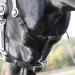 Solibel Trekking Bridle Black - Stainless Steel Thoroughbred Fit | International Shipping Available - Buy Online on SooperMarket.com