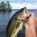 MadBite Ned Rig Jig Hook Kit - Black 1/8 oz Finesse Mushroom Jig Heads for Soft Lures - Buy Online on SooperMarket.com